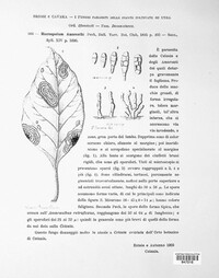 Macrosporium amaranthi image